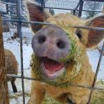 Heritage Breed Pigs Profile Picture