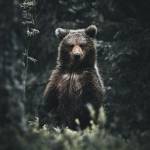 Bear Cochrane Profile Picture